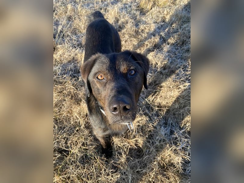 Matty, schwarze Perle sucht ländliches Zuhause