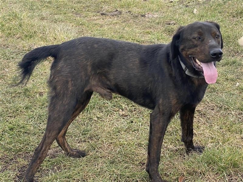 Matty, schwarze Perle sucht ländliches Zuhause