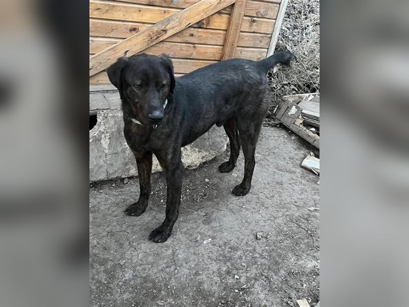 Matty, schwarze Perle sucht ländliches Zuhause