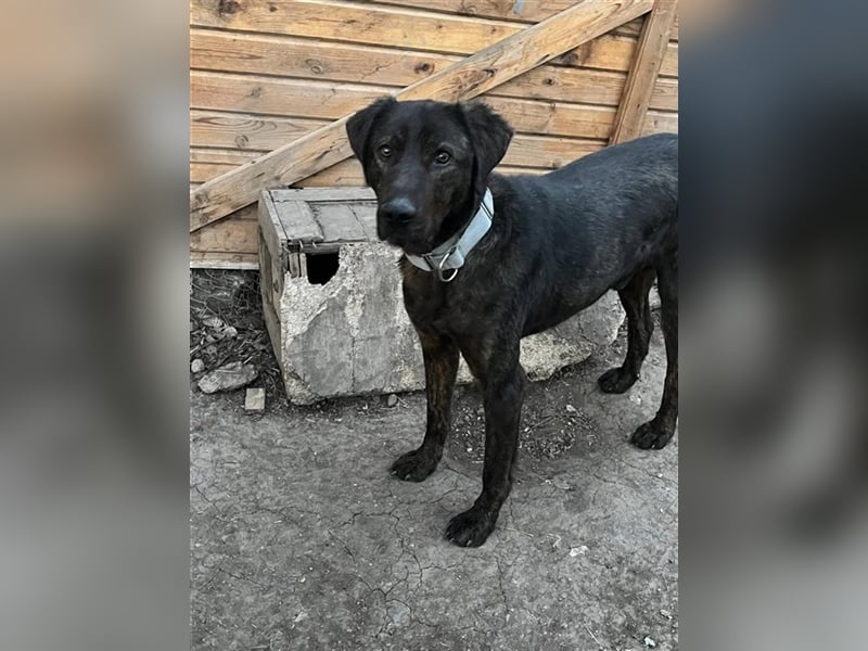 Matty, schwarze Perle sucht ländliches Zuhause