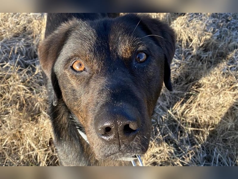 Matty, schwarze Perle sucht ländliches Zuhause