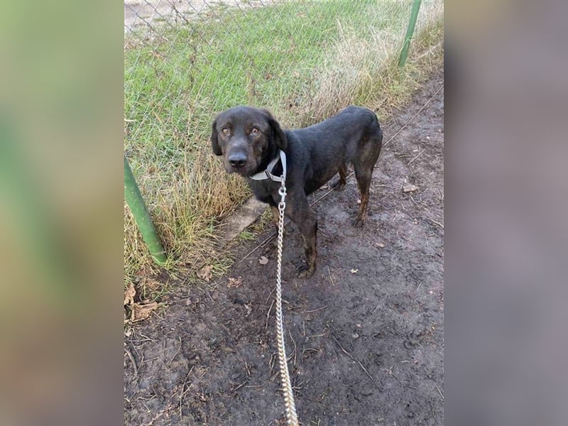 Matty, schwarze Perle sucht ländliches Zuhause