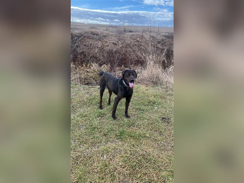 Matty, schwarze Perle sucht ländliches Zuhause