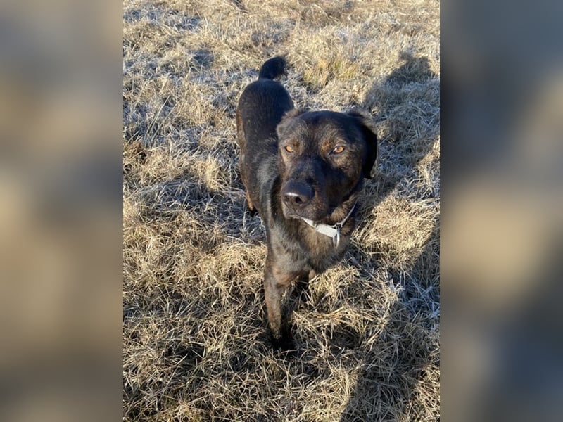 Matty, schwarze Perle sucht ländliches Zuhause