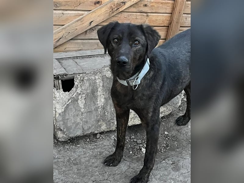 Matty, schwarze Perle sucht ländliches Zuhause