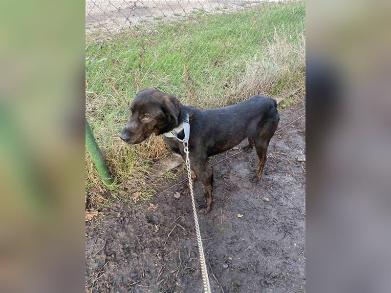 Matty, schwarze Perle sucht ländliches Zuhause