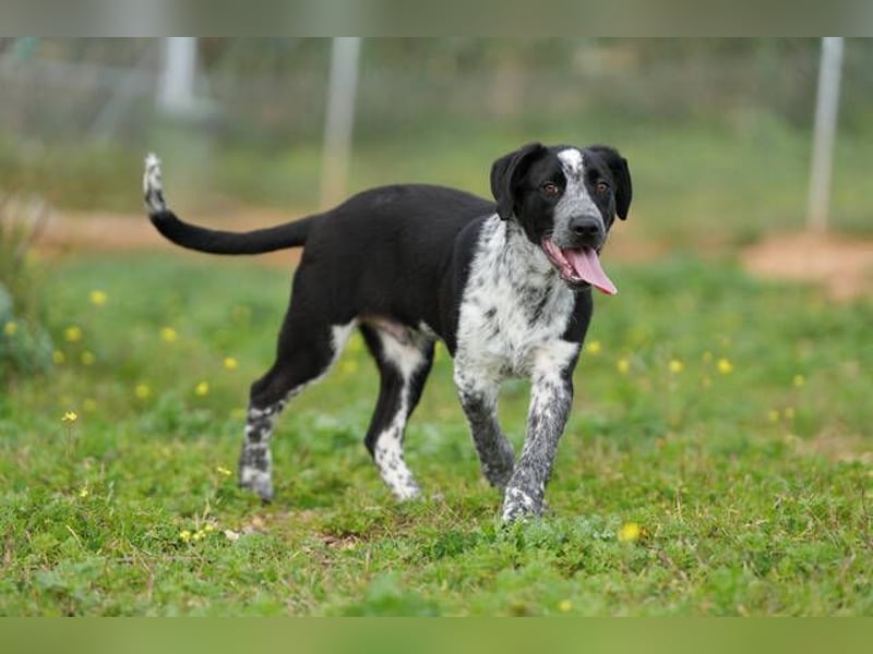 Kiko  (Spanien) – ein fröhlicher Junghund sucht sein Für-immer-Zuhause