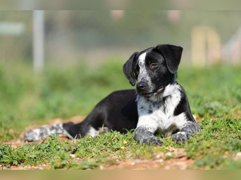 Kiko  (Spanien) – ein fröhlicher Junghund sucht sein Für-immer-Zuhause