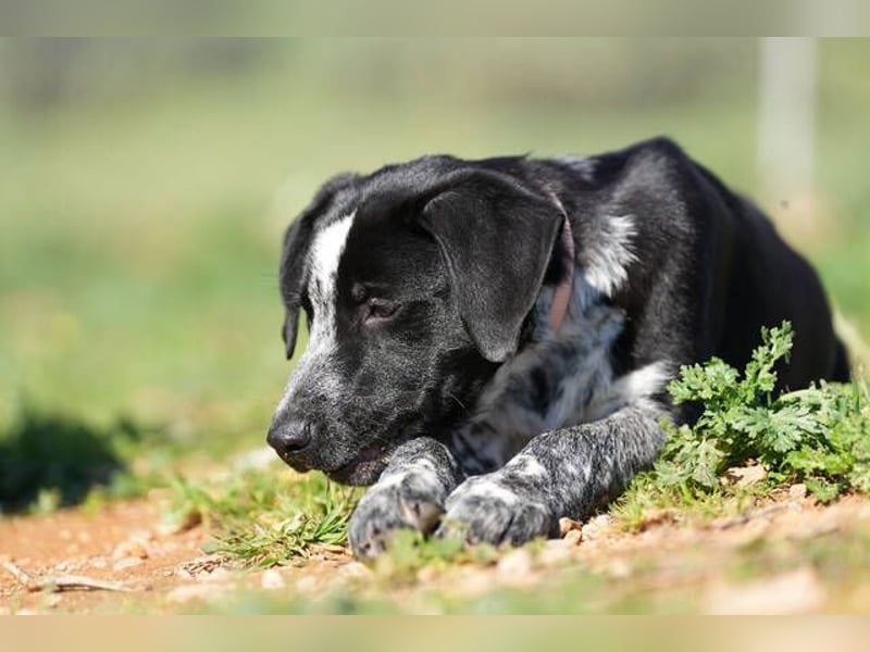 Kiko  (Spanien) – ein fröhlicher Junghund sucht sein Für-immer-Zuhause