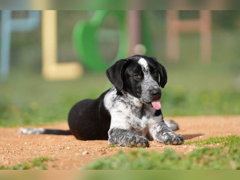 Kiko  (Spanien) – ein fröhlicher Junghund sucht sein Für-immer-Zuhause