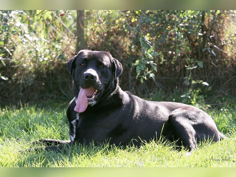 Ein neues Zuhause für den lieben Balu gesucht