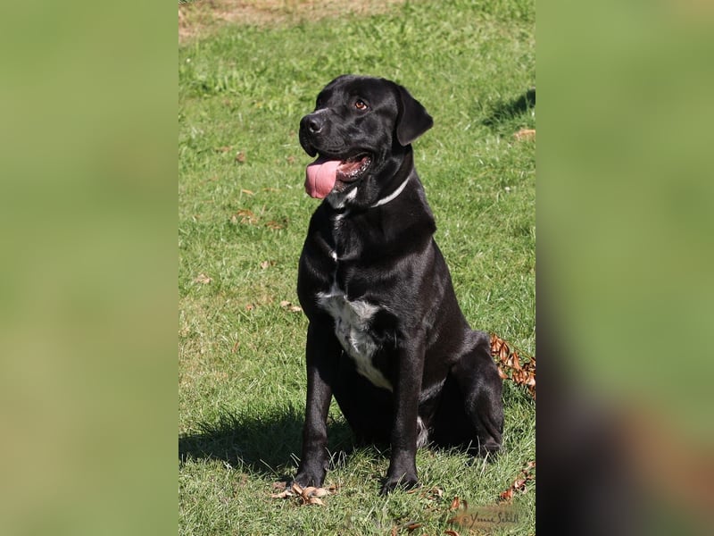 Ein neues Zuhause für den lieben Balu gesucht