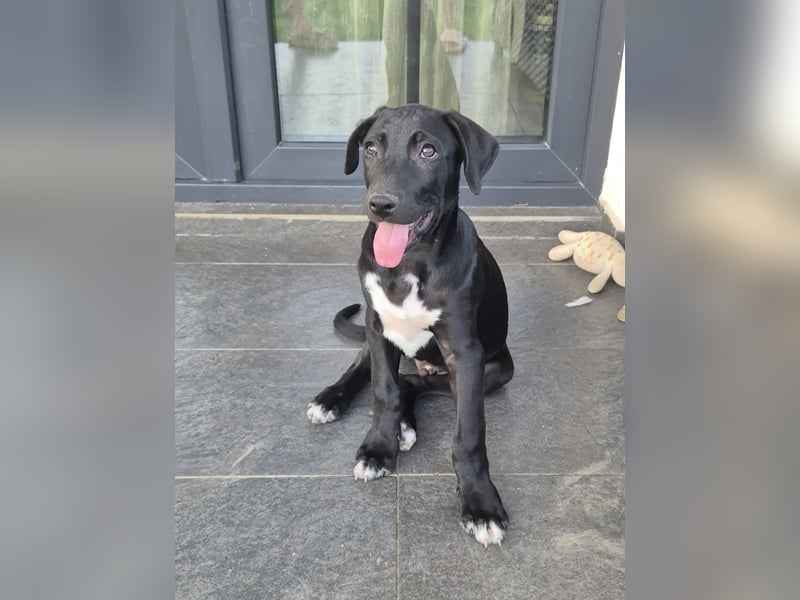 NERO - aufgeweckter Junge sucht Familie