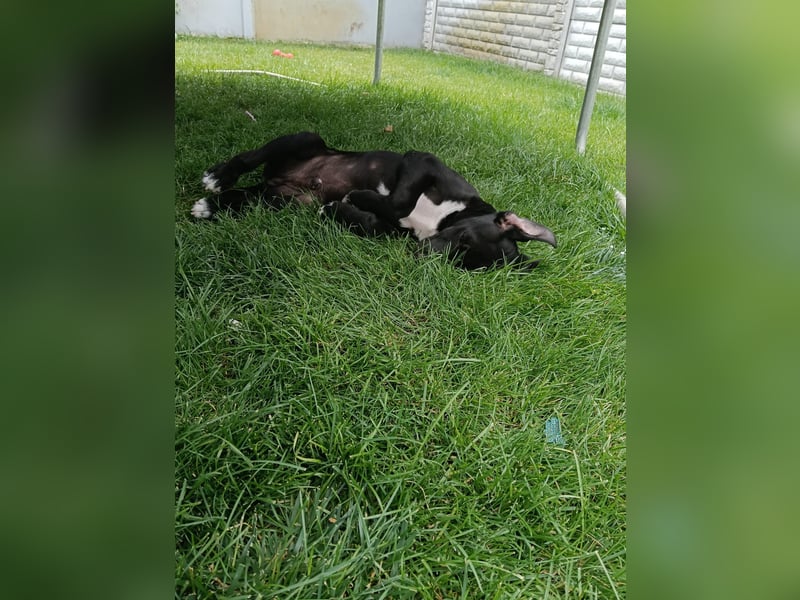 NERO - aufgeweckter Junge sucht Familie
