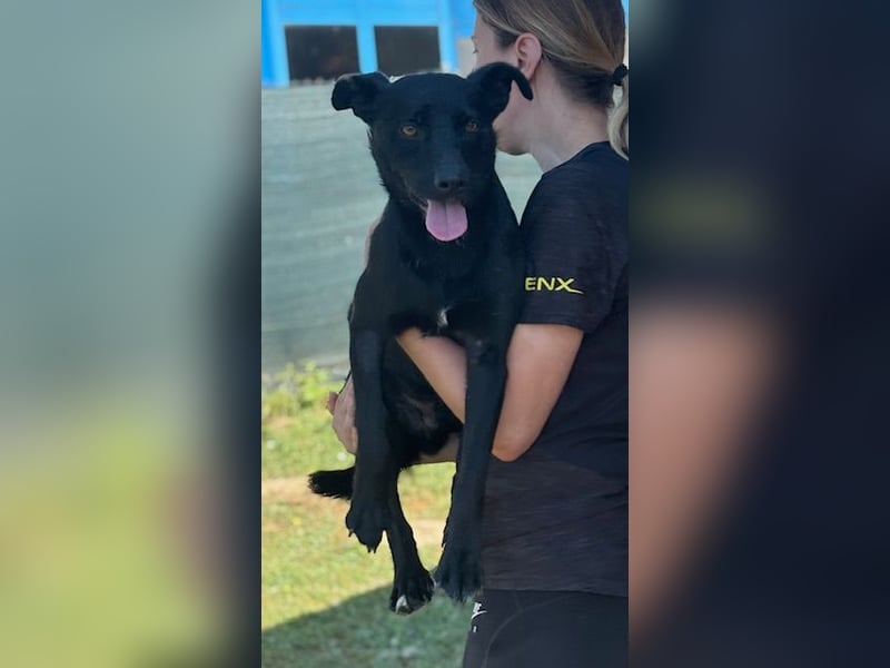 Der kleine, kinderliebe Labradormischling Michi sucht eine Familie