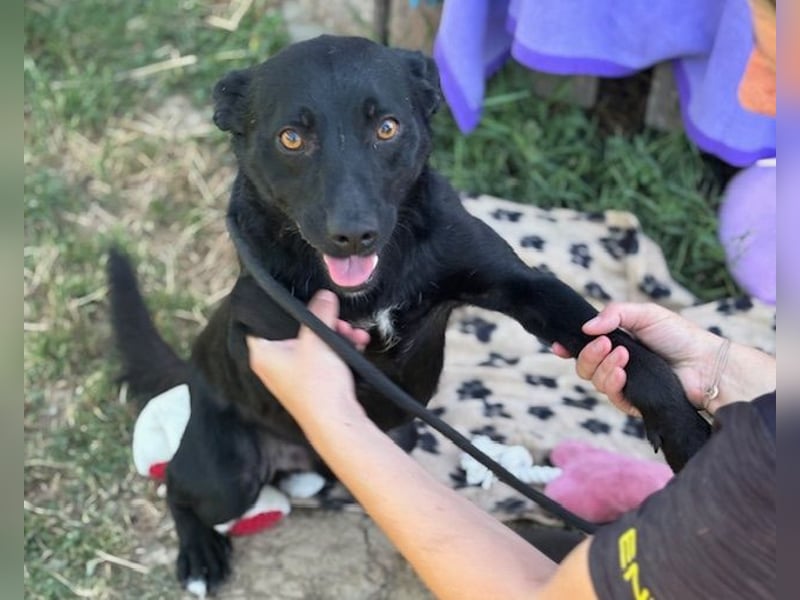 Der kleine, kinderliebe Labradormischling Michi sucht eine Familie