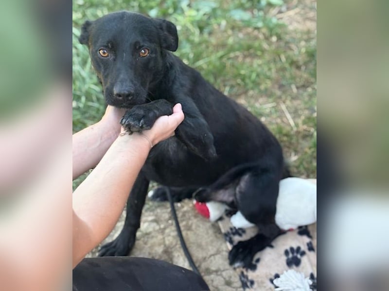 Der kleine, kinderliebe Labradormischling Michi sucht eine Familie