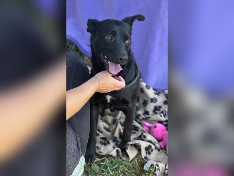 Der kleine, kinderliebe Labradormischling Michi sucht eine Familie