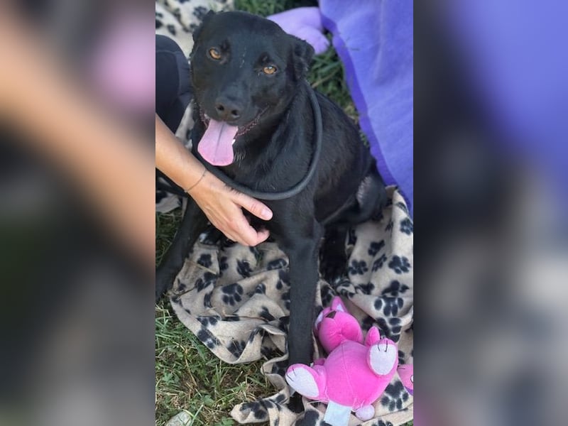 Der kleine, kinderliebe Labradormischling Michi sucht eine Familie