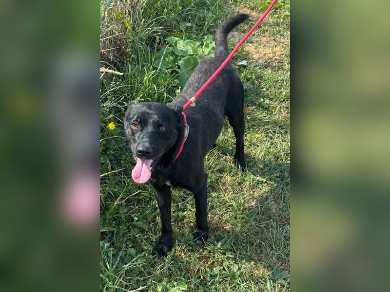 Der kleine, kinderliebe Labradormischling Michi sucht eine Familie