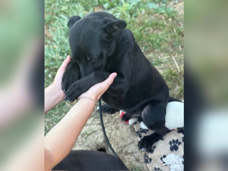Der kleine, kinderliebe Labradormischling Michi sucht eine Familie