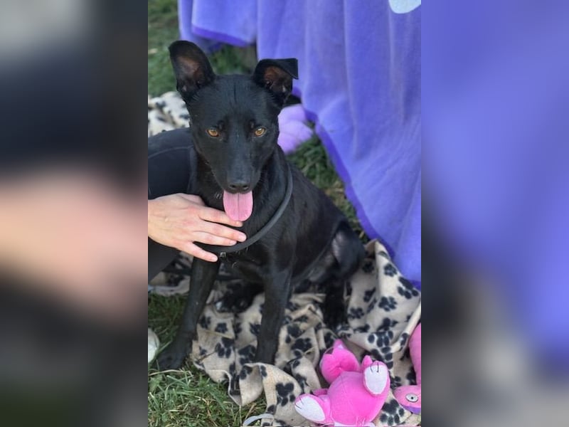 Der kleine, kinderliebe Labradormischling Michi sucht eine Familie