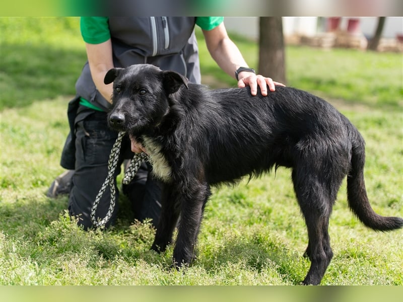 Ösz,, unglaublich lieb und menschenfreundlich