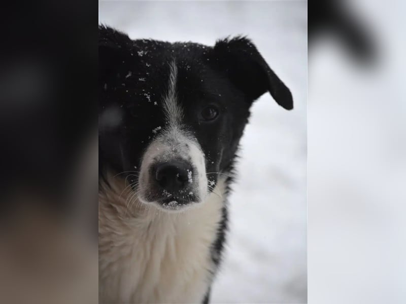 Lieber noch zurückhaltender Junghundrüde „Cooper“, ca. 09.2023 geboren, sucht Körbchen