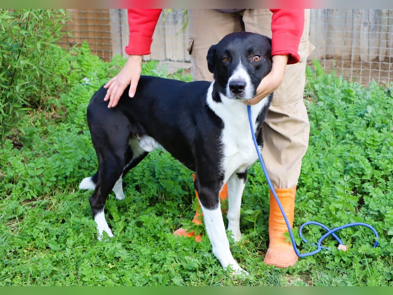 Garoto, Mix Labrador / Dogge - freundlich und sozial