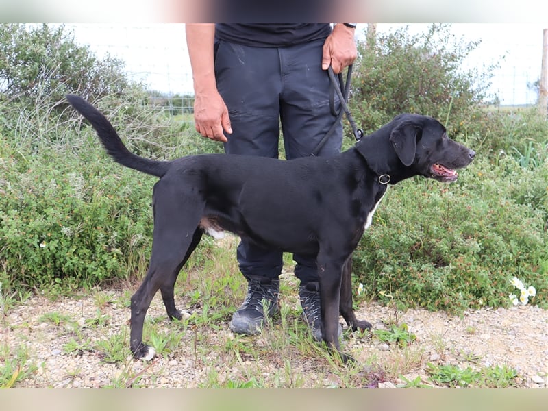 Stanley, Labrador-Mix, lieb und verträglich