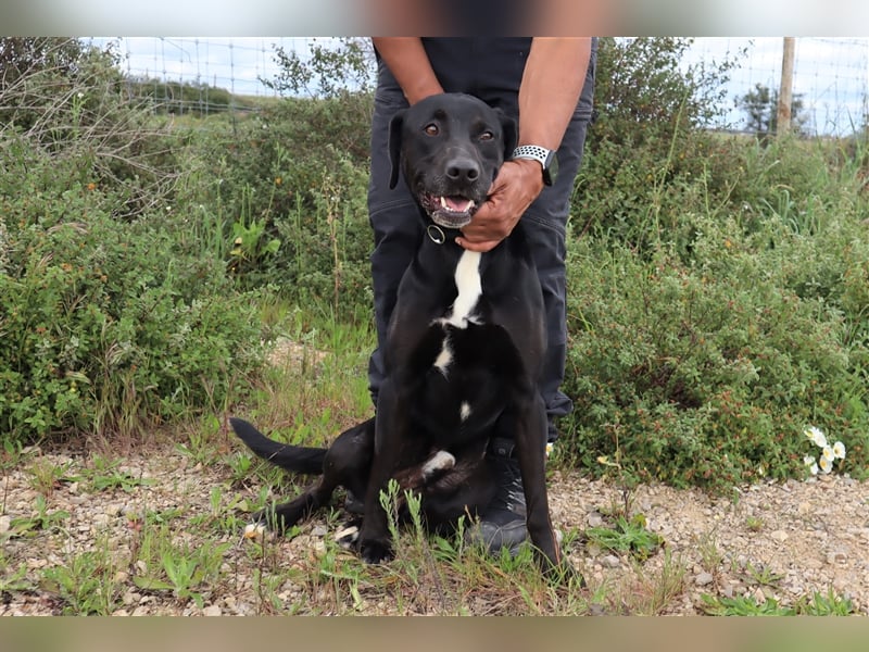 Stanley, Labrador-Mix, lieb und verträglich
