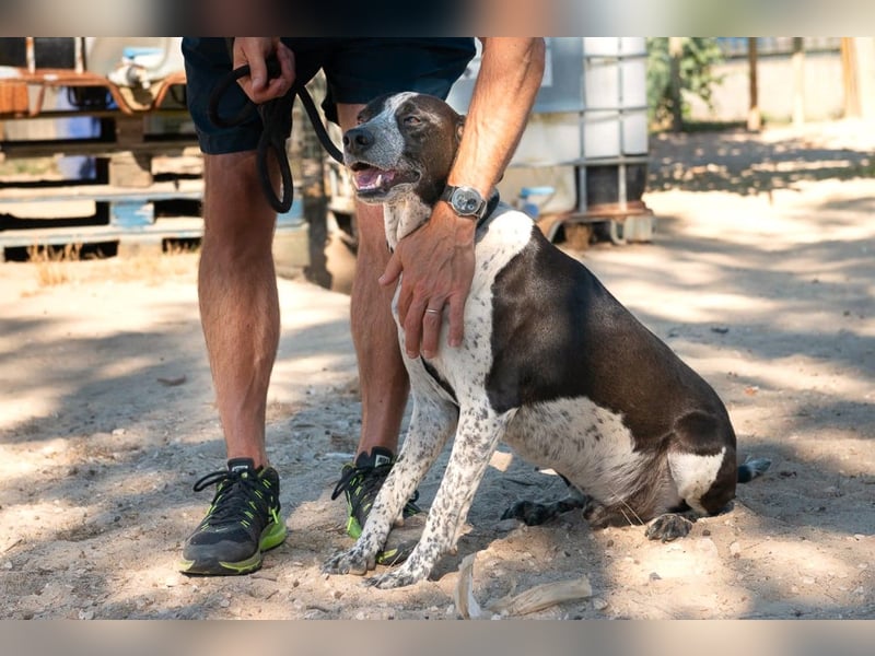 Casimo, Mix Labrador / Pointer, lieb und sozial