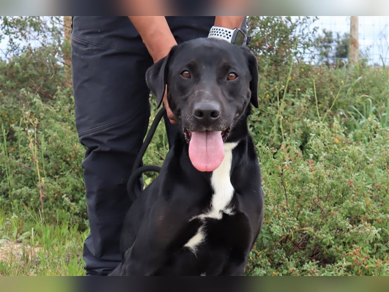 Stanley, Labrador-Mix, lieb und verträglich