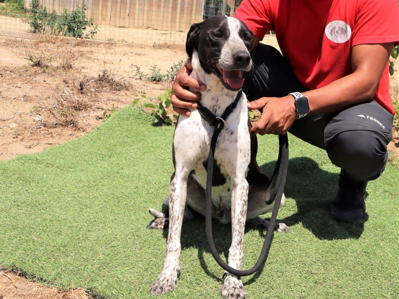 Casimo, Mix Labrador / Pointer, lieb und sozial
