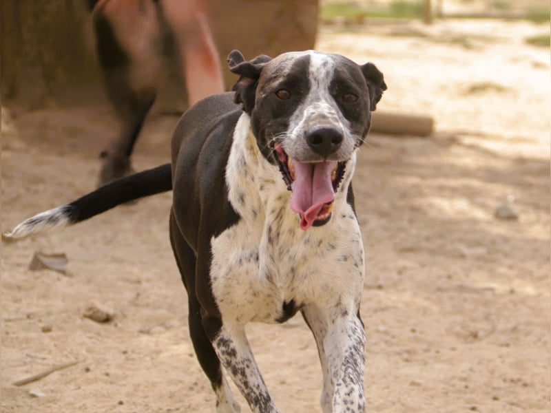 Casimo, Mix Labrador / Pointer, lieb und sozial