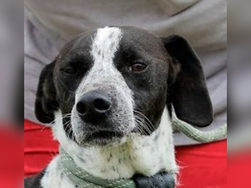 Casimo, Mix Labrador / Pointer, lieb und sozial