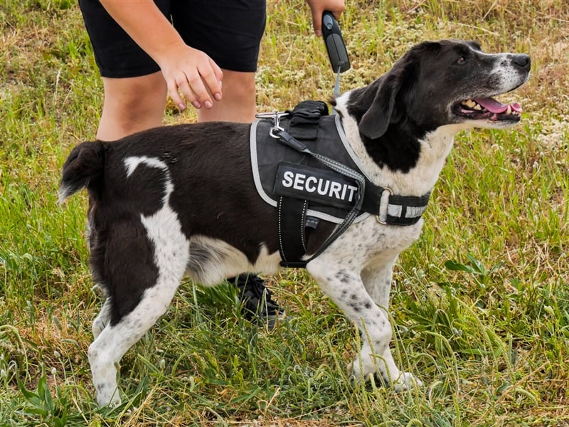 Robin, Mix ‚Labrador / Border Collie , lieb und verträglich