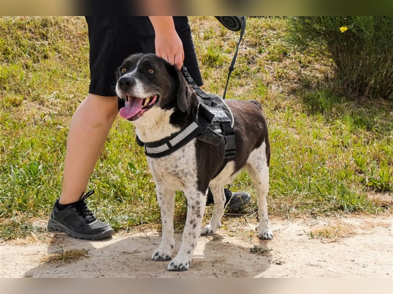 Robin, Mix ‚Labrador / Border Collie , lieb und verträglich