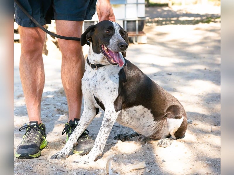 Casimo, Mix Labrador / Pointer, lieb und sozial
