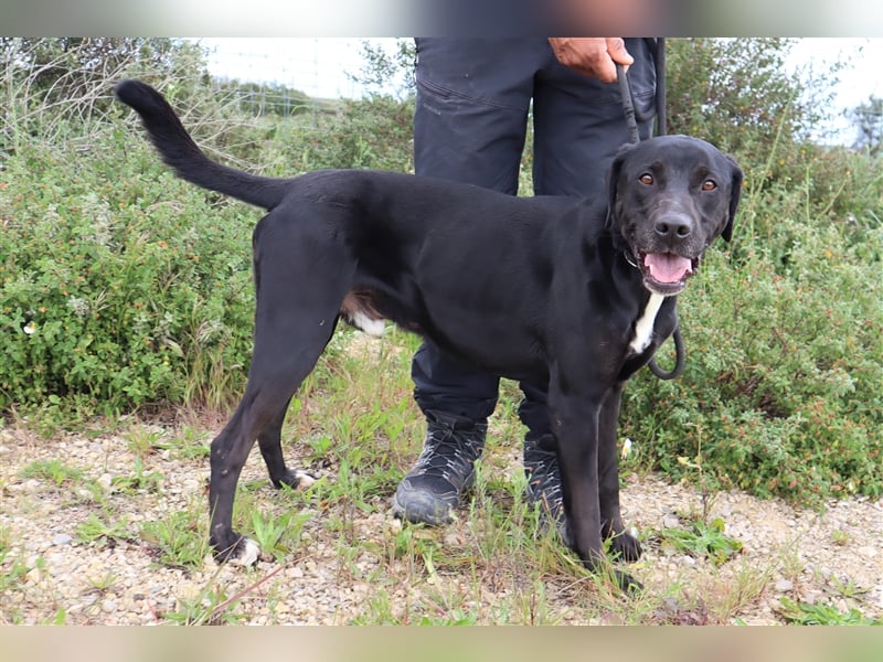 Stanley, Labrador-Mix, lieb und verträglich