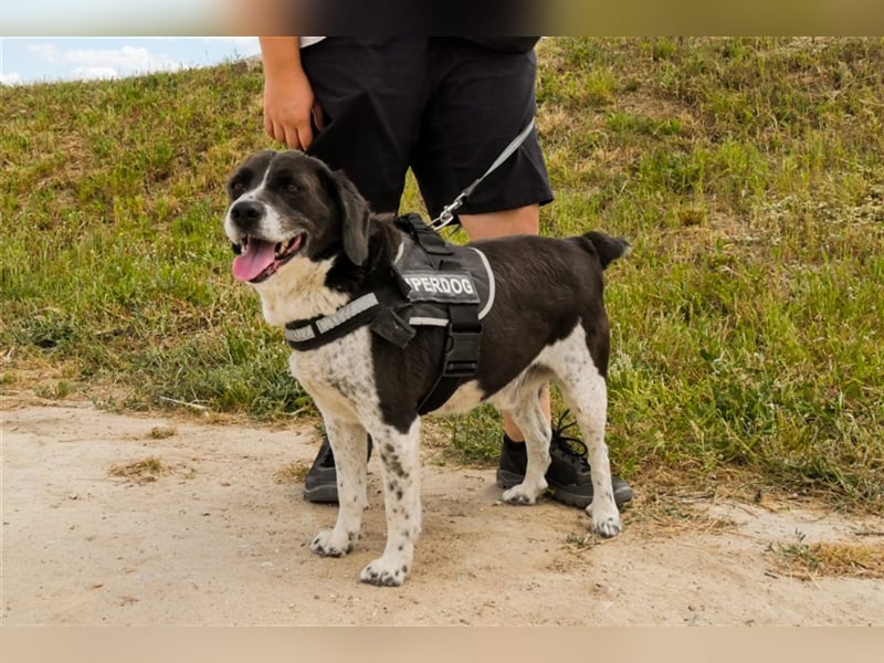 Robin, Mix ‚Labrador / Border Collie , lieb und verträglich