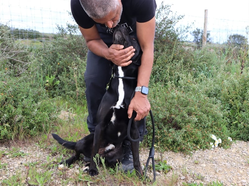 Stanley, Labrador-Mix, lieb und verträglich