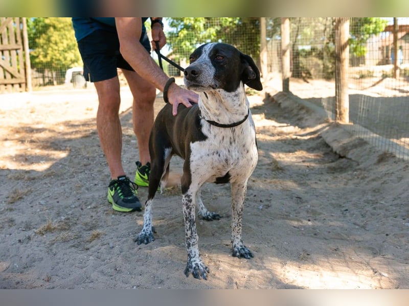 Casimo, Mix Labrador / Pointer, lieb und sozial