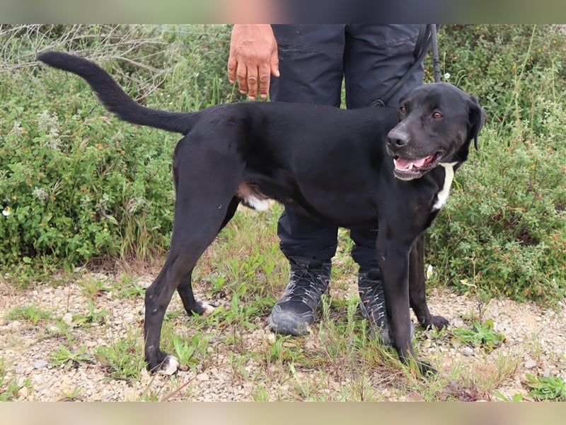 Stanley, Labrador-Mix, lieb und verträglich