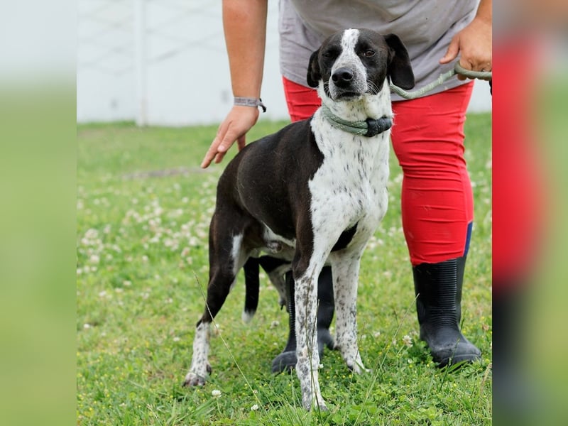 Casimo, Mix Labrador / Pointer, lieb und sozial