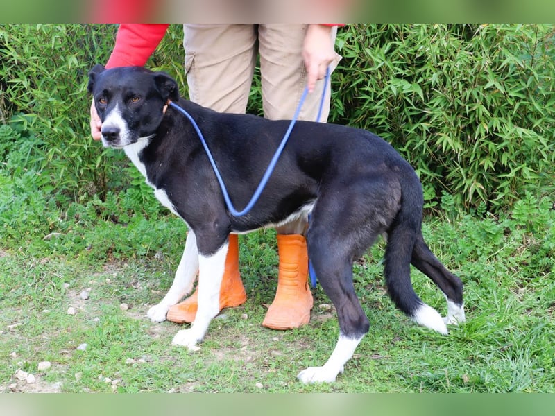 Garoto, Mix Labrador / Dogge - freundlich und sozial