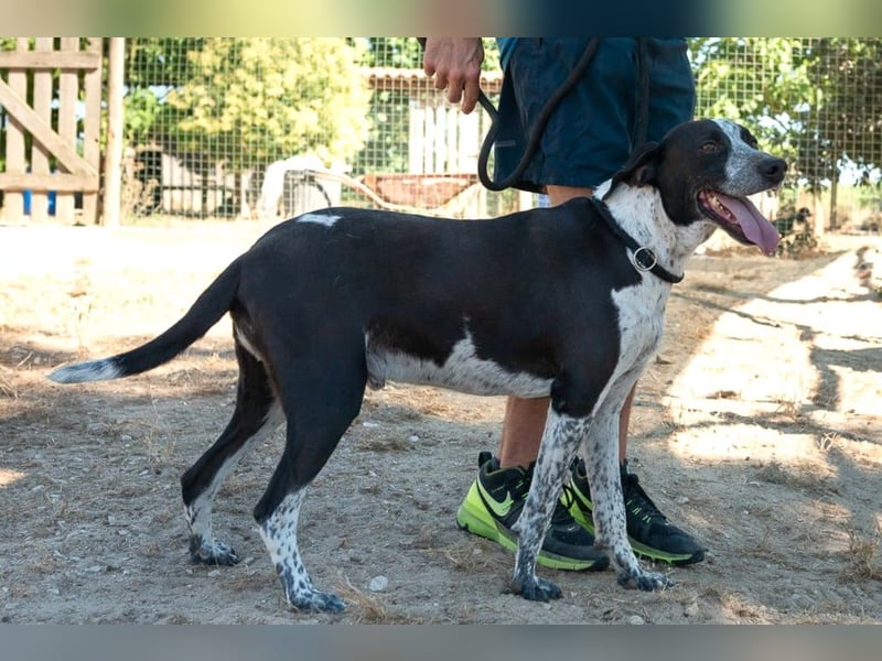 Casimo, Mix Labrador / Pointer, lieb und sozial