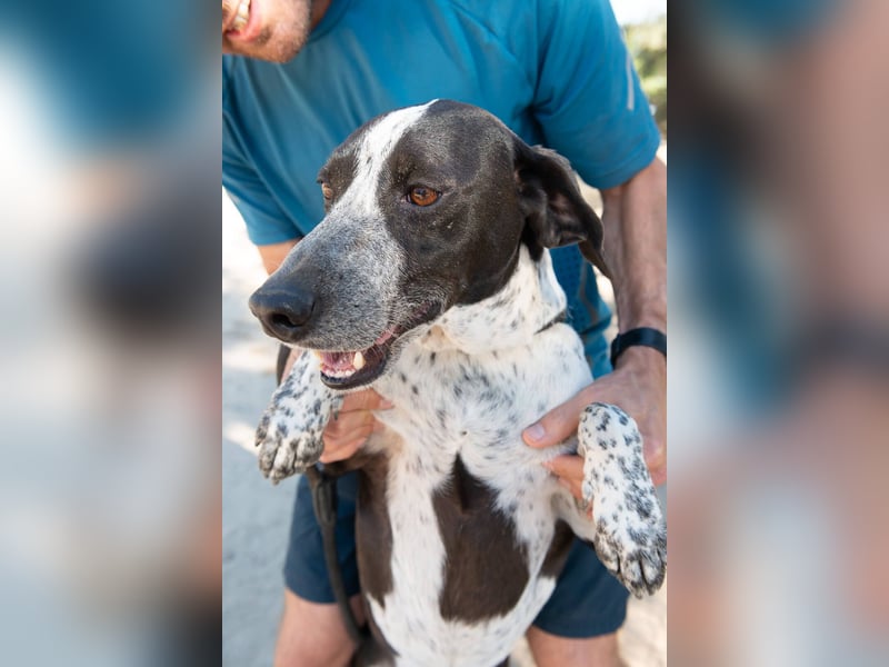 Casimo, Mix Labrador / Pointer, lieb und sozial