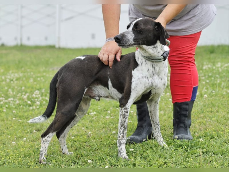 Casimo, Mix Labrador / Pointer, lieb und sozial