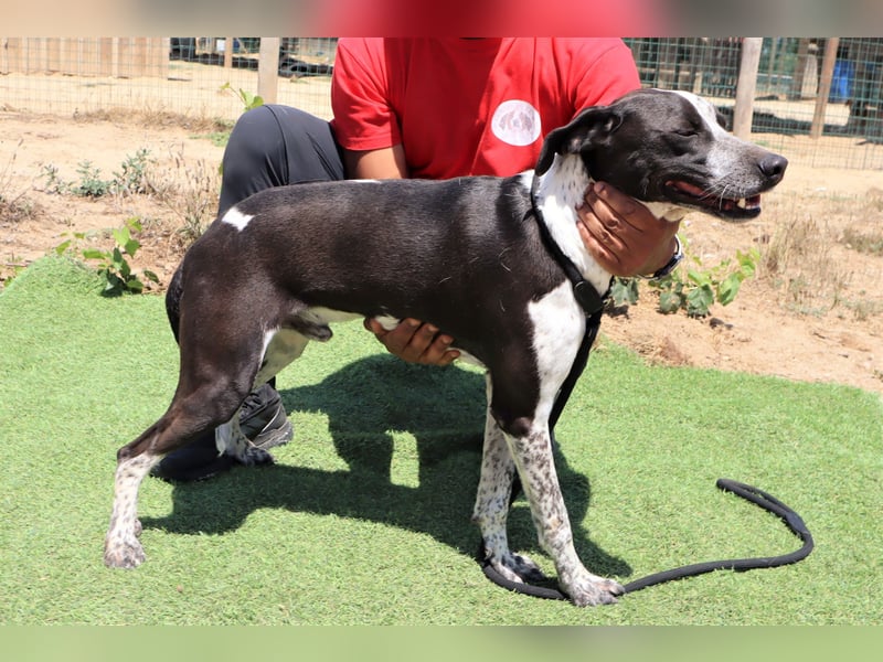 Casimo, Mix Labrador / Pointer, lieb und sozial